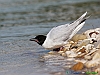 Uccelli charadriiformi 07 - Gabbianello.jpg